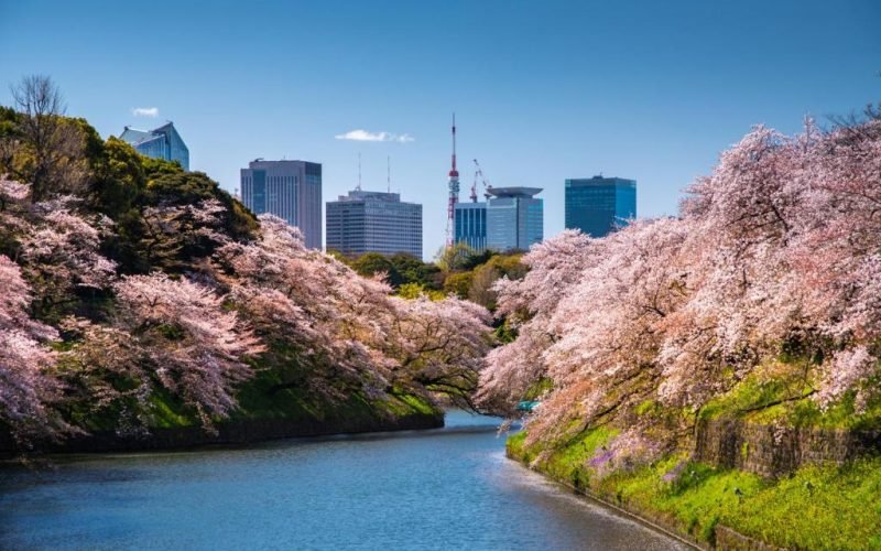 FSH-tokyo-1